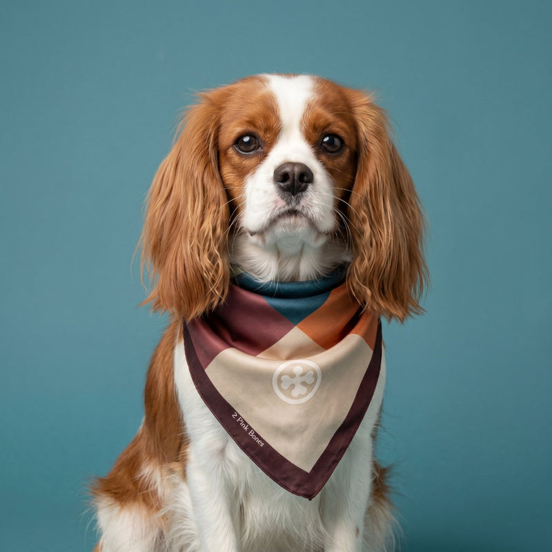 Pet Scarves